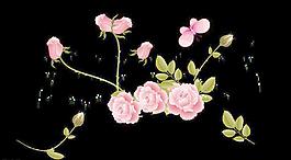 玫瑰 花藤圖片