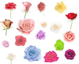 玫瑰花圖片