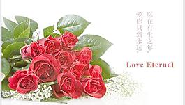 玫瑰花圖片