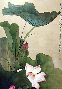 古典荷花新花