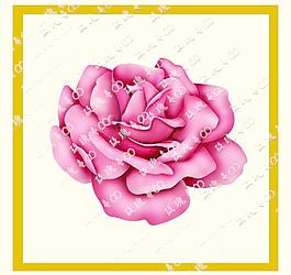 玫瑰花 花朵图片
