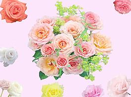 玫瑰花圖片