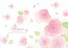 玫瑰花圖片