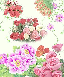 玫瑰花圖片