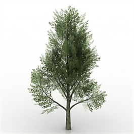 綠色植物3D構造