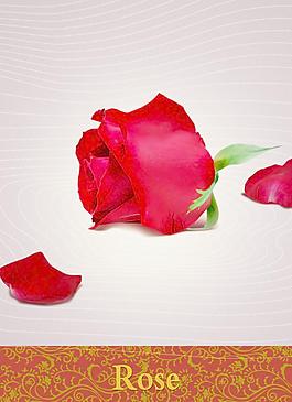 玫瑰花圖片