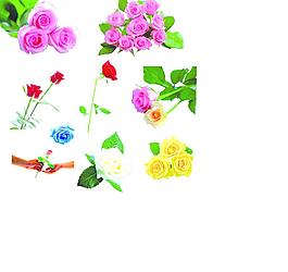 玫瑰花圖片