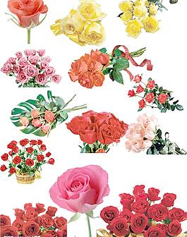 玫瑰花圖片