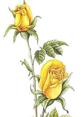 玫瑰花彩畫圖片