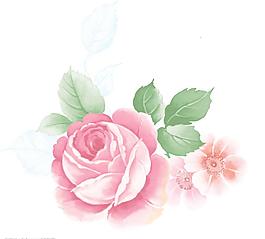 玫瑰花圖片