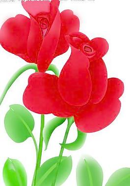 玫瑰花圖片