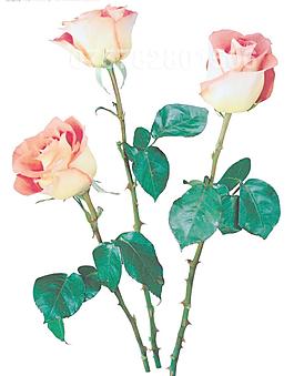 玫瑰花圖片
