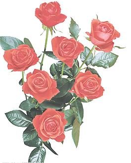 玫瑰花圖片