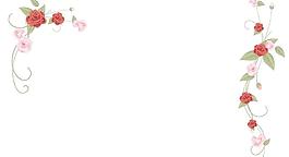 玫瑰花藤圖片