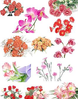 玫瑰花圖片