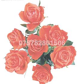 玫瑰花圖片
