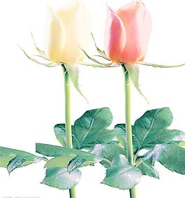 玫瑰花圖片