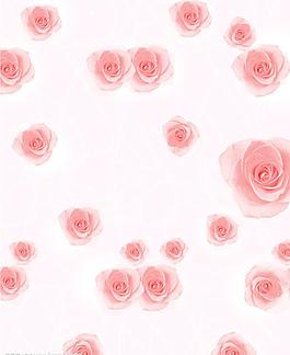 玫瑰花圖片