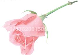 玫瑰花圖片