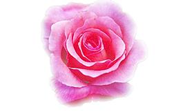 玫瑰花圖片