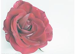 玫瑰花圖片