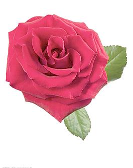 玫瑰花圖片