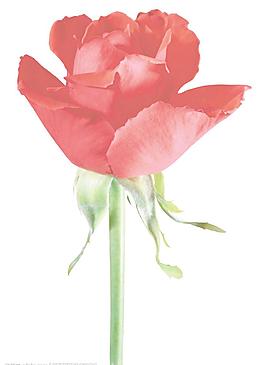玫瑰花圖片