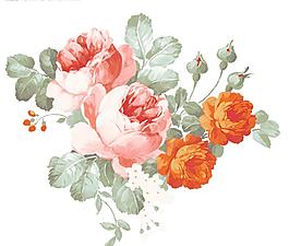 玫瑰花圖片
