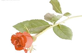 玫瑰花圖片