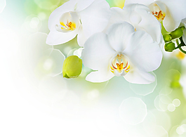 清新淡雅鮮花