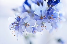 紫色鮮花