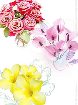 玫瑰 馬蹄蓮 迎春花圖片