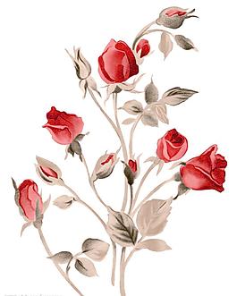 玫瑰花 韓國(guó) 華麗圖片