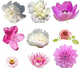 鮮花圖片