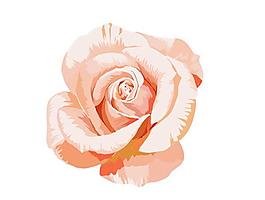 花朵素材图片