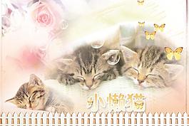 宠物小懒猫图片
