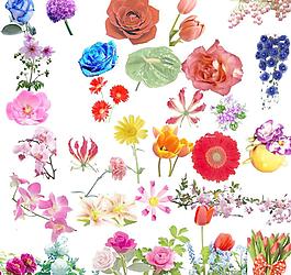 花朵圖片