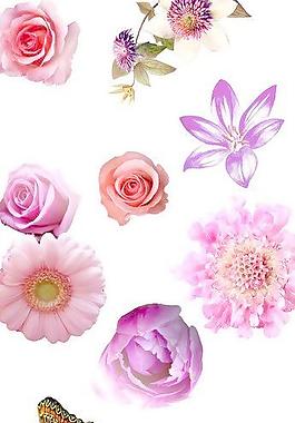 花朵圖片