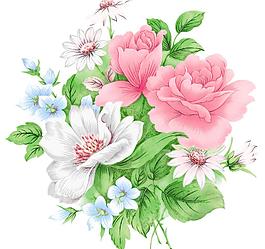 貴妃花圖片