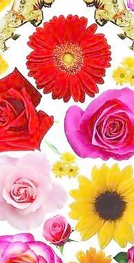 花朵圖片