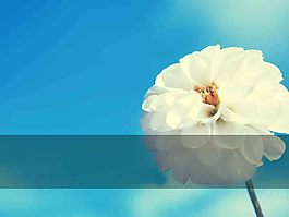 清新花朵PPT背景圖片