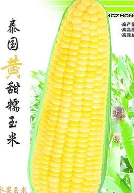 玉米包装图片