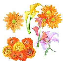 花朵圖片