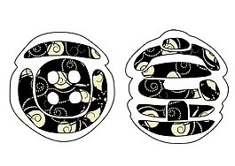 藝術(shù)字