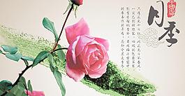 中國名花只月季圖片