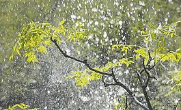 雨水图片
