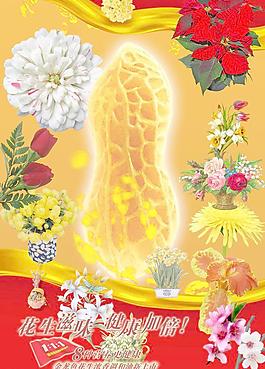 高清花 菊花 超高清 花生圖片
