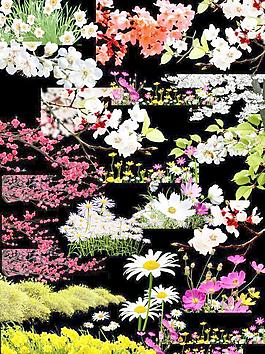 照片用圖 花卉圖片