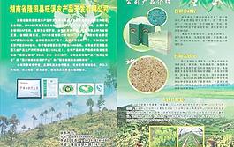 金银花图片