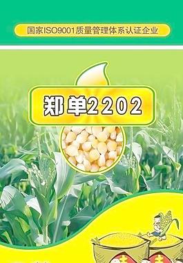 玉米包装图片